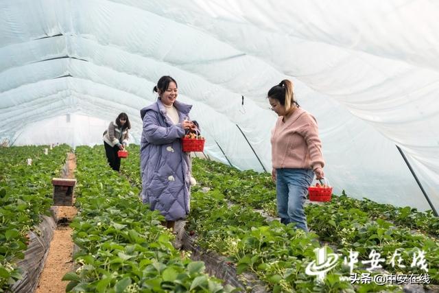 安徽芜湖：新年乐享“莓”好时光