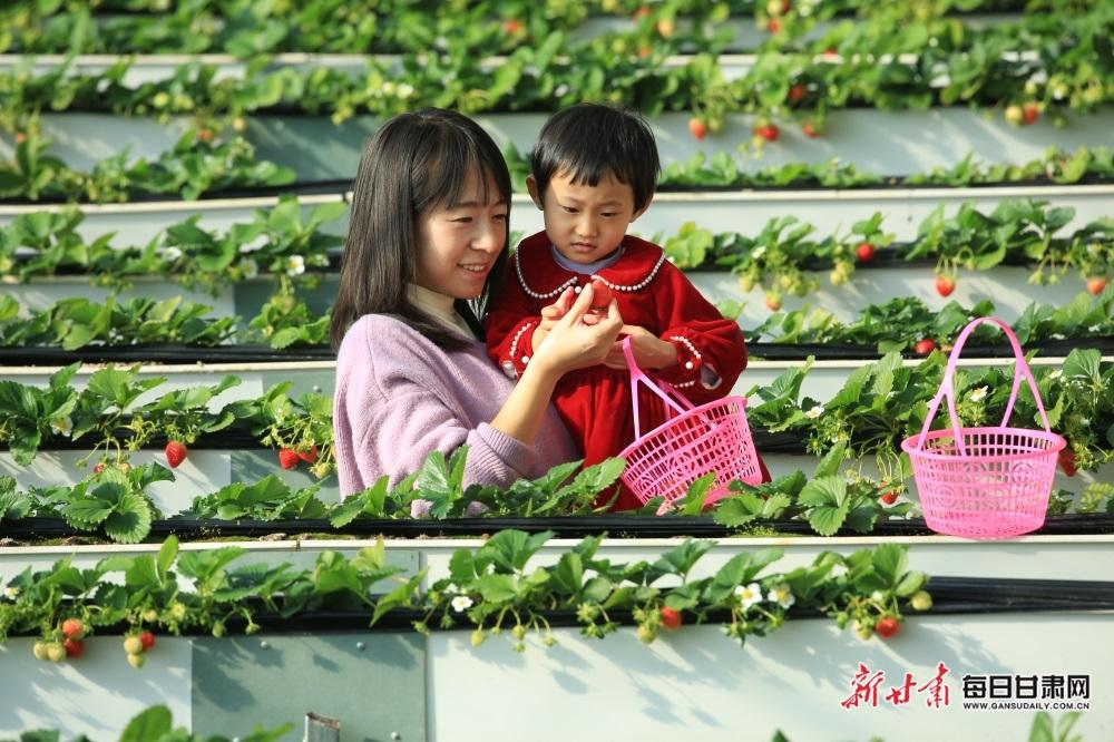 元旦假日，嘉峪关市民尽享采摘乐