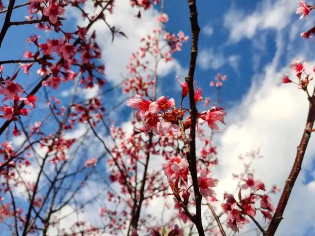 回味一波~红河的新年就是介个味儿