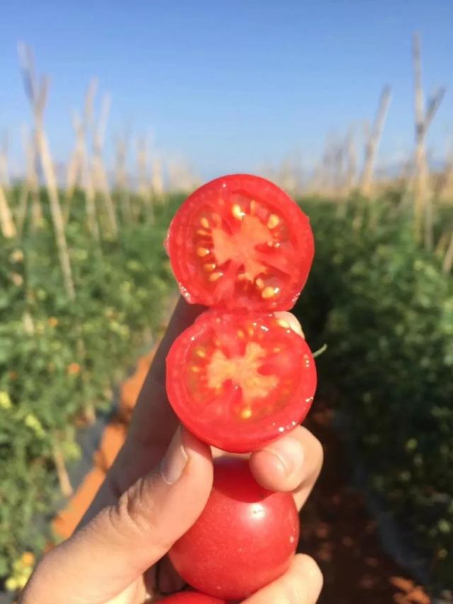 高原种出来的千禧果，皮薄肉嫩，汁水丰沛，酸甜适口！一口一个，吃到停不下来