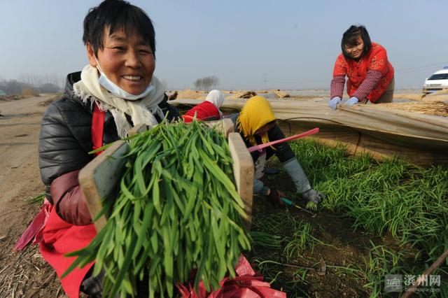 阳信翟王：蔬菜产业助力乡村振兴