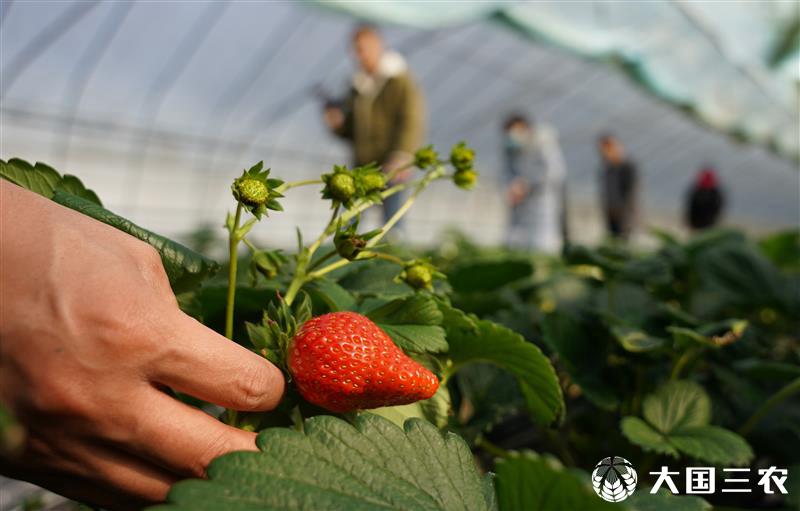 湖北茅箭：大棚草莓进入采摘季