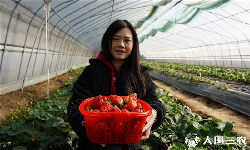 湖北茅箭：大棚草莓进入采摘季