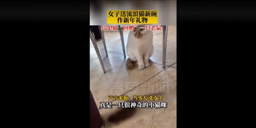 流浪猫收到新年礼物回赠一只老鼠怎么回事？原因曝光又感动又搞笑