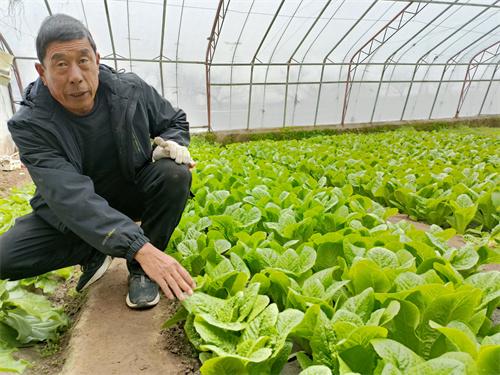 打造乡村振兴示范区，胶州铺集树样板