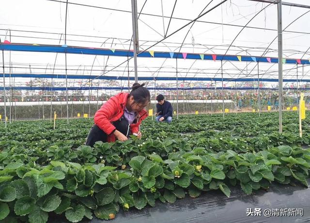 这个新年，一起到太平实现「草莓自由」吧