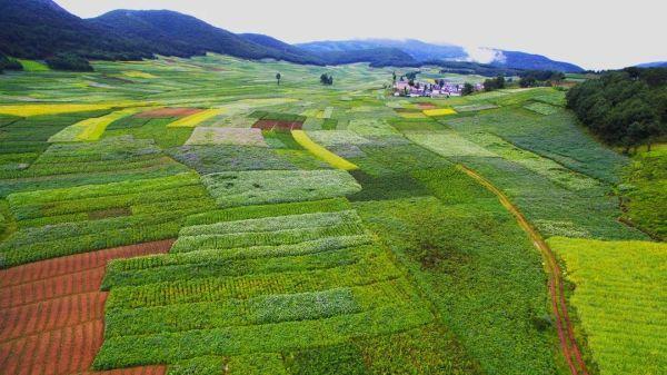 种下“金豆豆”，“敲出”大产业！大理鹤庆绘就乡村振兴新画卷