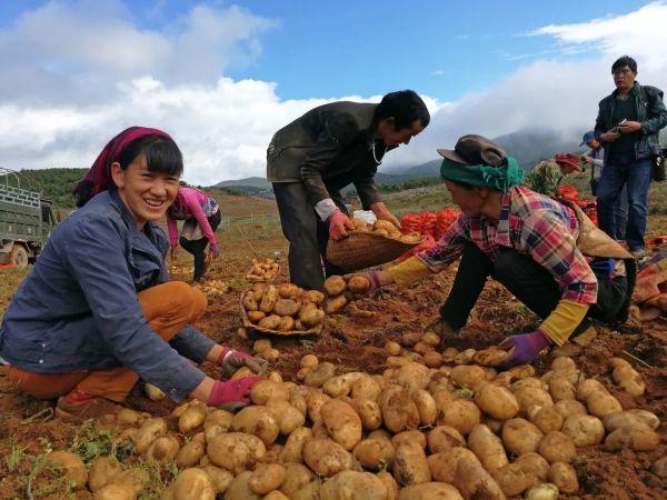 种下“金豆豆”，“敲出”大产业！大理鹤庆绘就乡村振兴新画卷