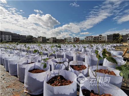 昆明晋宁：“红色动能”助乡村振兴走上快车道