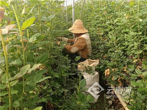 不得了！新技术让晋宁玫瑰一年采6茬！