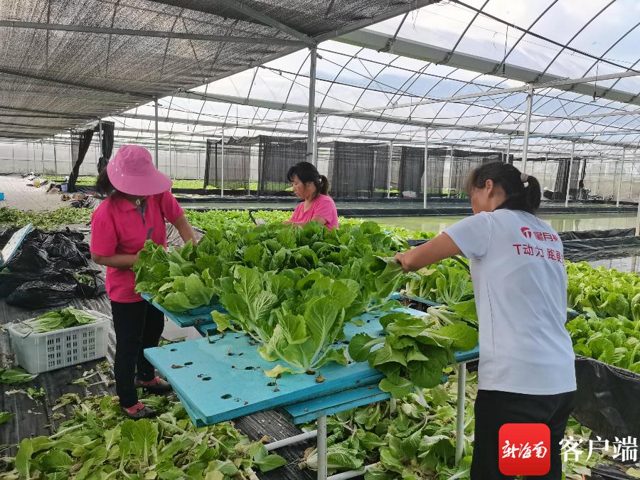 三亚这个基地养鱼不用换水，种菜不用土