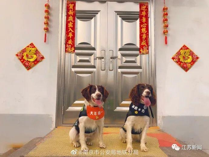 超小号警犬在线征名！网友：道理我都懂，但这哥俩也太萌了……