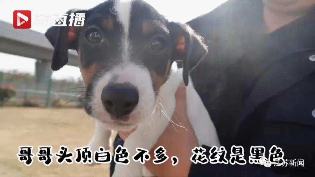 超小号警犬在线征名！网友：道理我都懂，但这哥俩也太萌了……