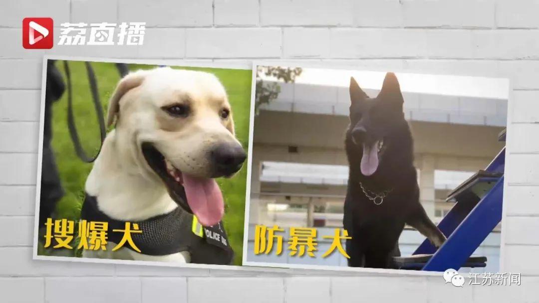 超小号警犬在线征名！网友：道理我都懂，但这哥俩也太萌了……