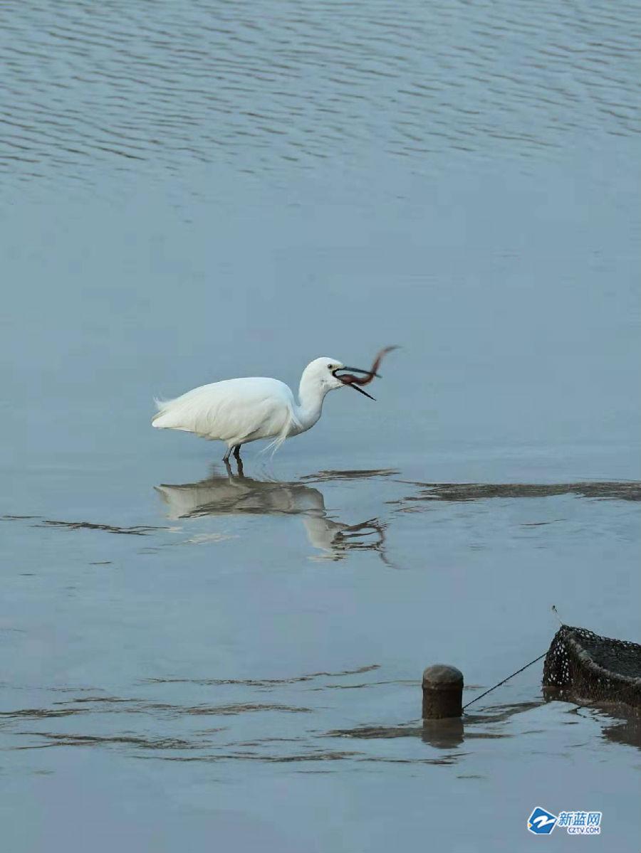 【蜂之眼】今日小寒：如约而至！实拍:白鹭吞下整条长鳗鱼