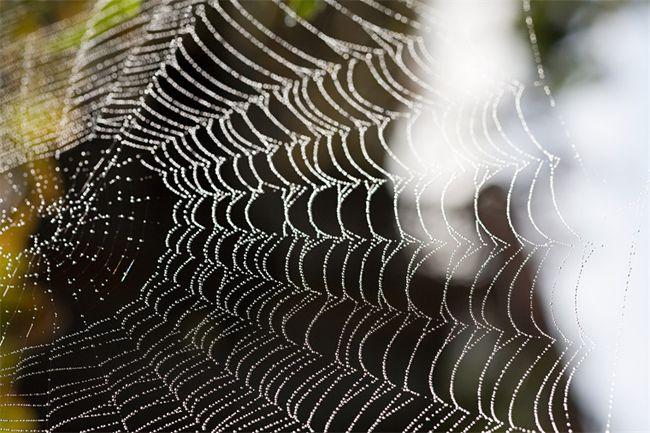 比蜘蛛丝更强！实验表明：袋虫丝可变成强大、灵活的导电纤维