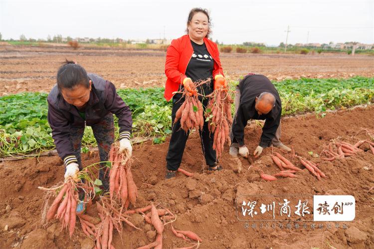 摄影|薯乡虢王的致富路