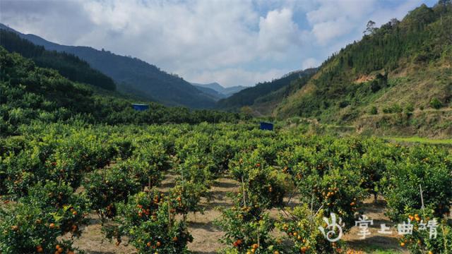 师宗：打造全省知名热果之乡 绘就乡村振兴美好蓝图