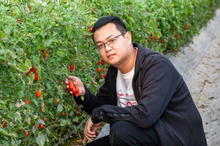 叮咚深圳首发!喝牛奶豆浆长大的牛奶蜜小番茄来了