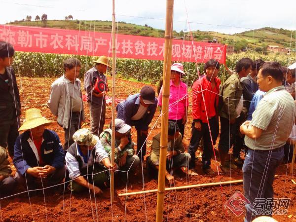 云南弥勒：6000亩菜豌豆成农民冬季致富“金豆豆”