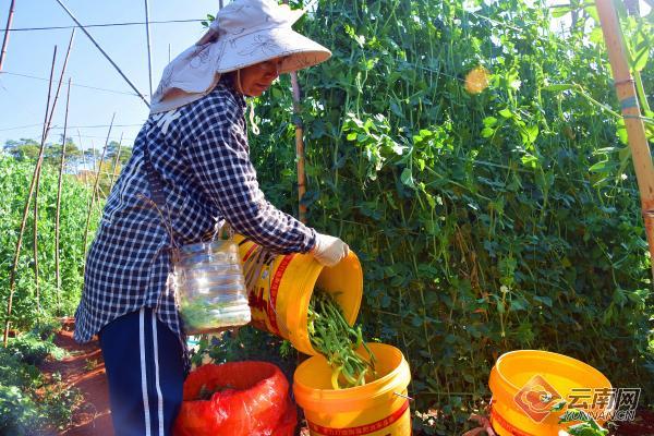 云南弥勒：6000亩菜豌豆成农民冬季致富“金豆豆”