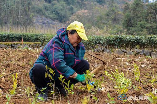 来凤：免费发放绿茶苗 种出乡村振兴新希望