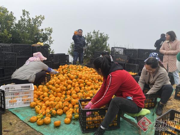 云南屏边：橘子熟了 果农乐了