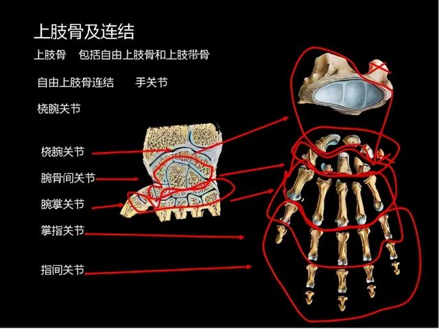 个子小功能大，它才是五根手指里的“老大”