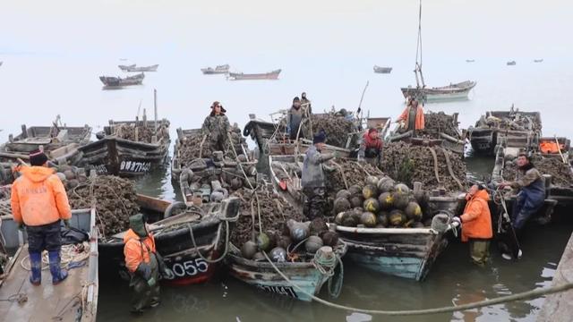 野生海蛎子迎丰收 肥美鲜香正当时