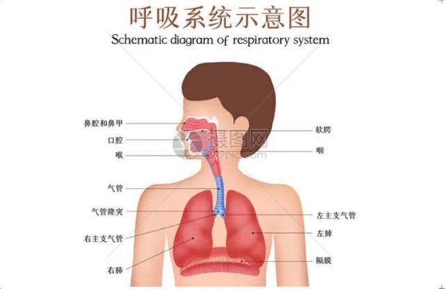 肺腑之言 | “同一气道，同一疾病”说的是哪两种疾病？又是为何呢？