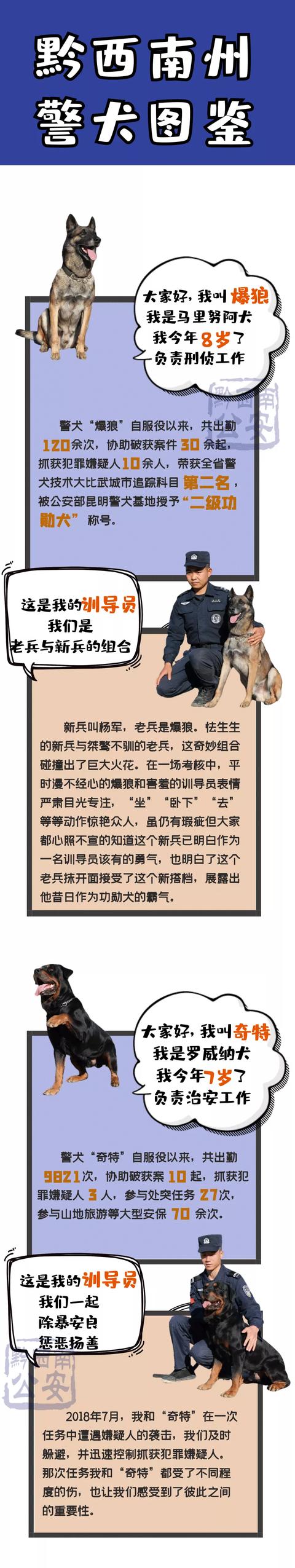 【中国人民警察节】“无言”的“警察”，黔西南州警犬图鉴