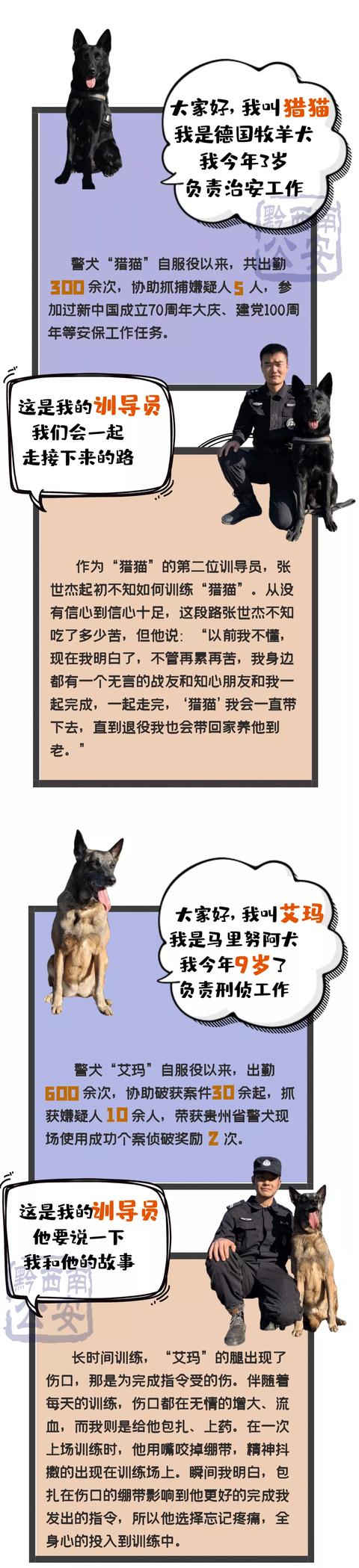 【中国人民警察节】“无言”的“警察”，黔西南州警犬图鉴