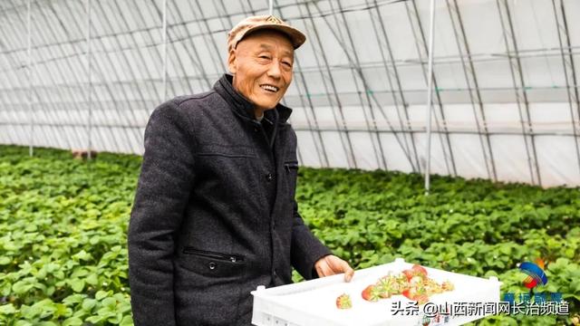 襄垣县虒亭镇司马村：颗颗红草莓“映红”乡亲致富路