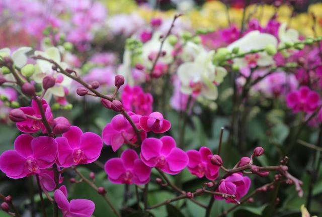 山西太原：花卉市场年味浓