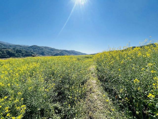 “小黄花”拓宽增收路