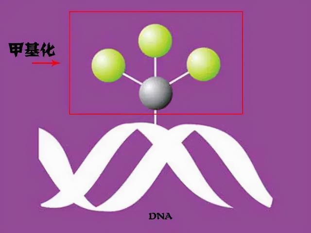 到底谁才是宝宝——狗龄正确计算方法