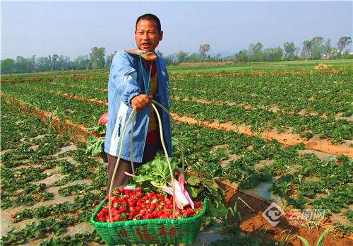 云南弥勒：小草莓成就乡村振兴“大产业”
