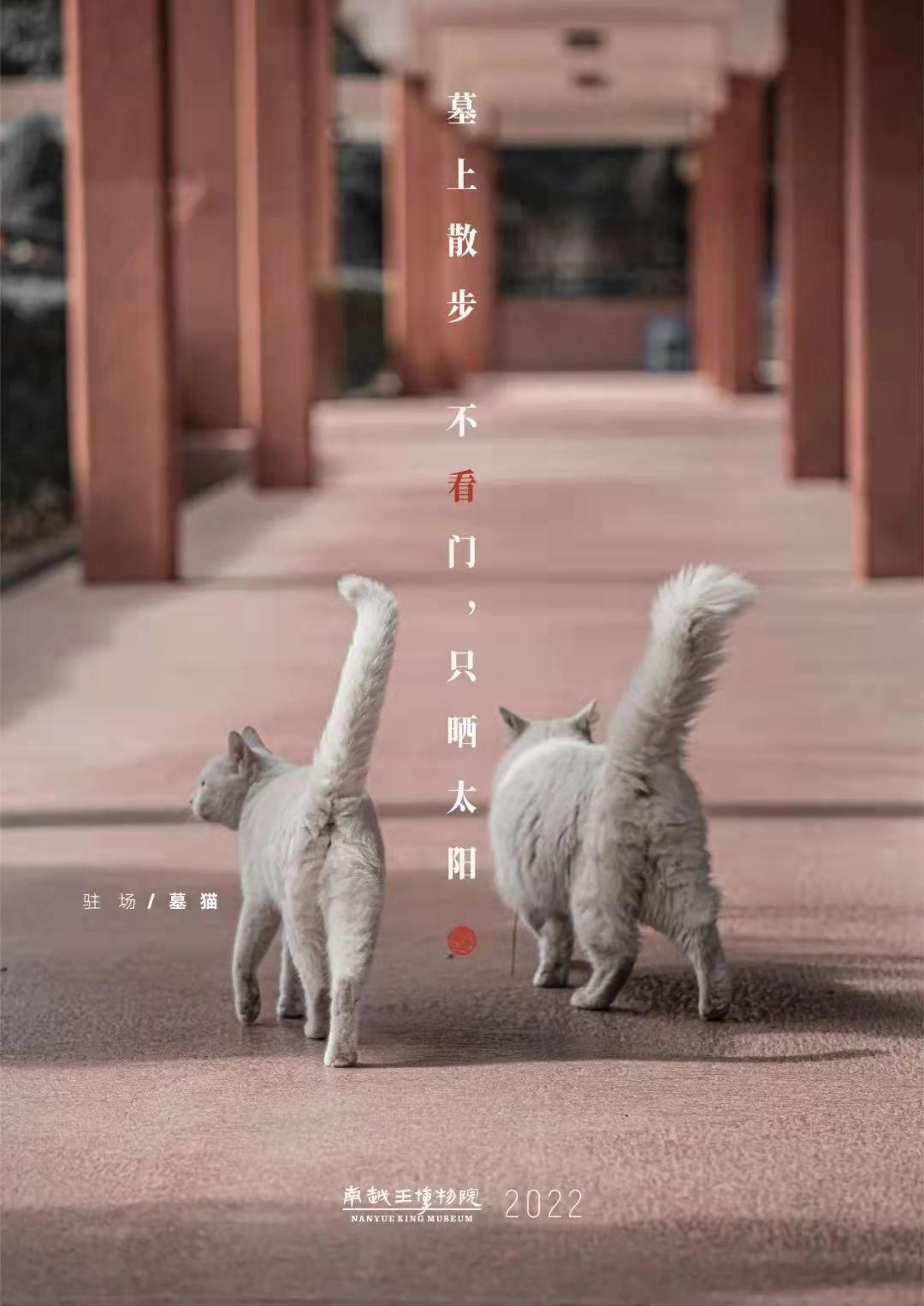 广州“文艺猫”的博物馆“馆宠”生活