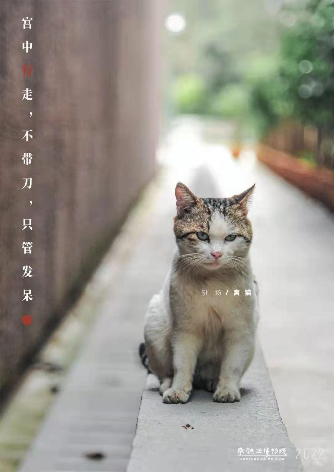 广州“文艺猫”的博物馆“馆宠”生活