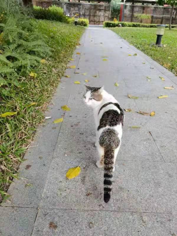 广州“文艺猫”的博物馆“馆宠”生活