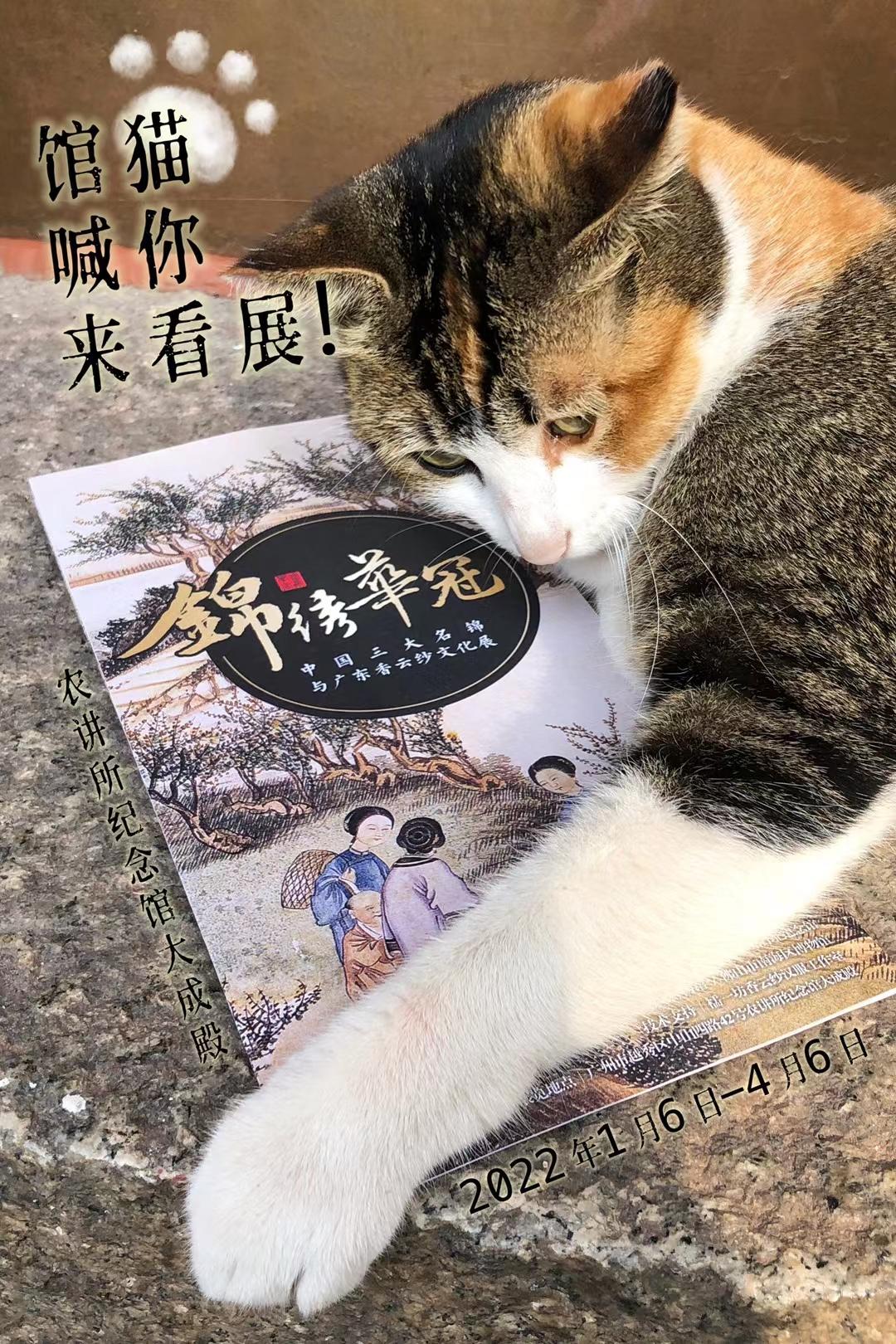 广州“文艺猫”的博物馆“馆宠”生活