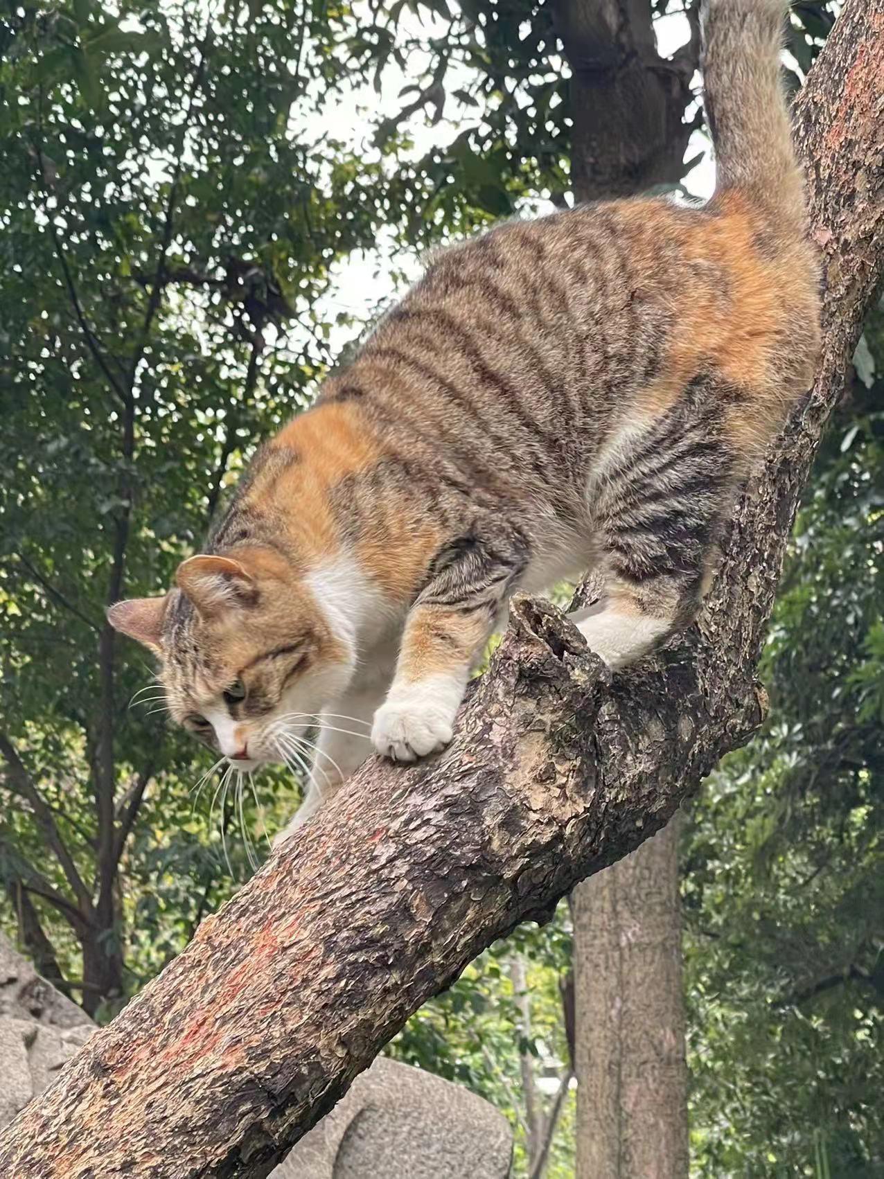 广州“文艺猫”的博物馆“馆宠”生活