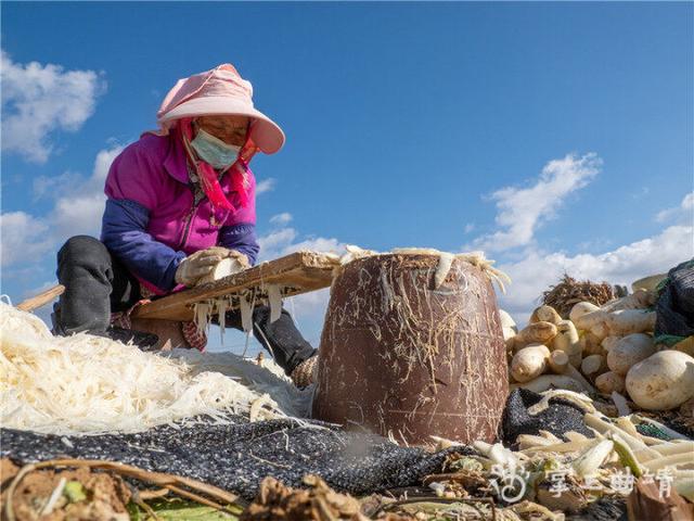 陆良大莫古镇万亩萝卜喜获大丰收