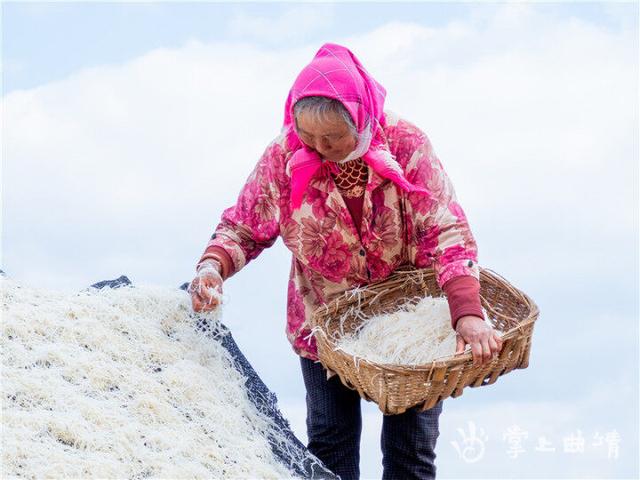 陆良大莫古镇万亩萝卜喜获大丰收