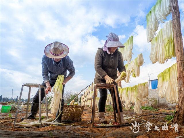 陆良大莫古镇万亩萝卜喜获大丰收