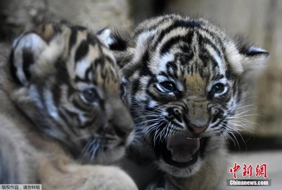 马来西亚推六大措施保育马来亚虎