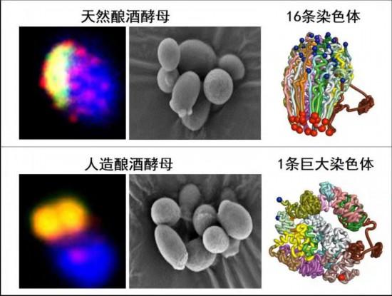 上海合成生物学下一个“重磅”成果会是什么？