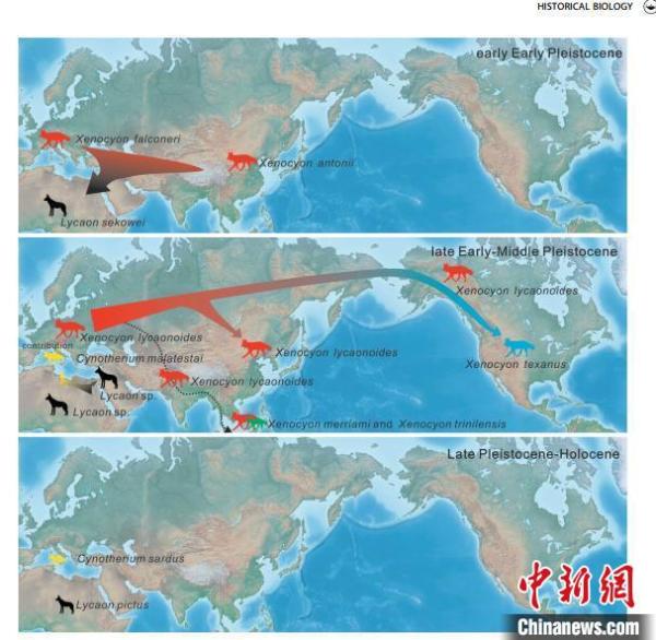 中国科学家在大连研究发现异豺50万年前曾生活于东亚化石证据