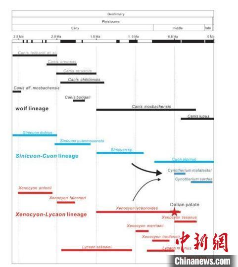 中国科学家在大连研究发现异豺50万年前曾生活于东亚化石证据