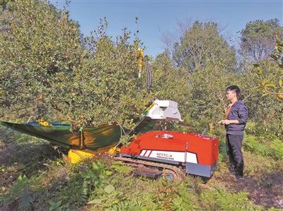 我国自主研发油茶果采收机进入产业化阶段